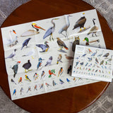 Clarkson Potter - Products Sibley Backyard Birding 1000 Piece Puzzle - The Puzzle Nerds