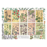 Collection of botanical illustrations arranged in a grid on a white background.