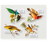 Set of colorful bird stickers with humorous text on a white backgrounnd
