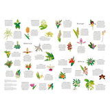 Illustrations of various orchids with labels for America, Europe, and Africa on a white background.