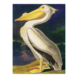 Painting of a pelican with a natural landscape background