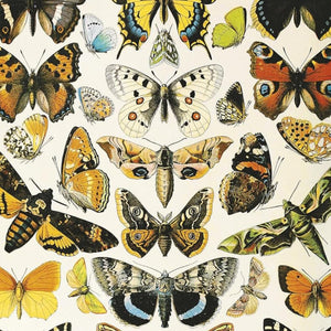 Piatnik Puzzles - Butterflies And Moths 1000 Piece Puzzle - The Puzzle Nerds  