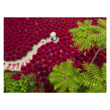 Person walking through a field of red flowers with green leaves in the foreground