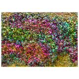 A square product shot of a sheet of iridescent pyrite with a vibrant rainbow sheen of pink, green, blue, and gold tones, displayed on a clean white background.