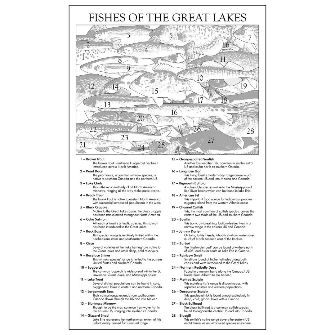 Chart of fishes of the Great Lakes with illustrations and labels.