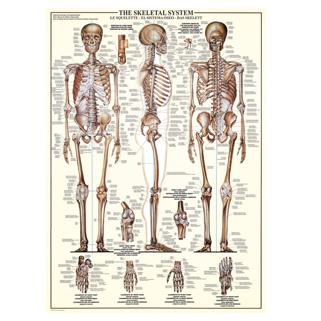 Eurographics - The Skeletal System 1000 Piece Puzzle - The Puzzle Nerds