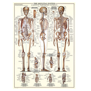 Eurographics - The Skeletal System 1000 Piece Puzzle - The Puzzle Nerds