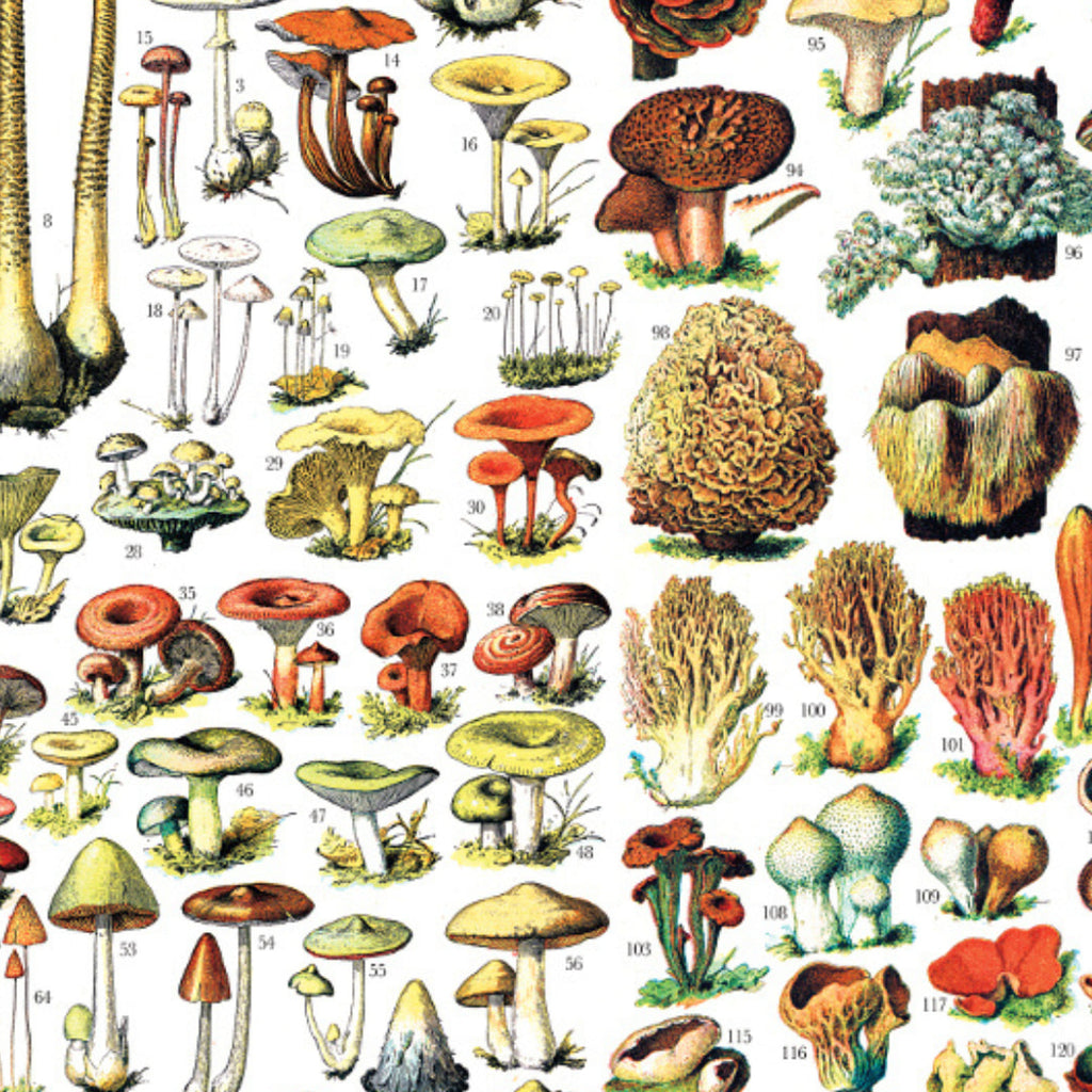 New York Puzzle Company - Mushrooms ~ Champignons 1000 Piece Puzzle  - The Puzzle Nerds 