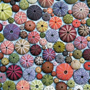 Sea urchins Piatnik 1000 pieces